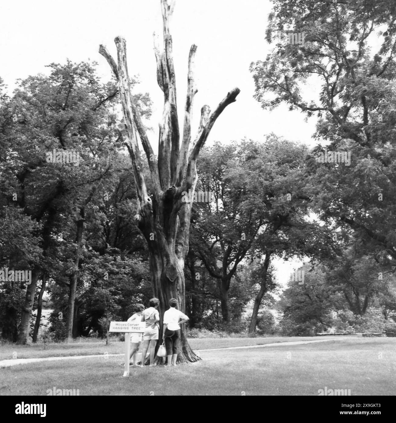 Moses Carver appeso l'albero al George Washington Carver National Monument a Diamond Grove, Missouri, dove Moses Carver (proprietario schiavo della madre di George Washington Carver) fu presumibilmente impiccato dai suoi pollici dall'albero da una banda prepotente nel tentativo di convincerlo a rivelare la posizione del suo oro. (USA) Foto Stock