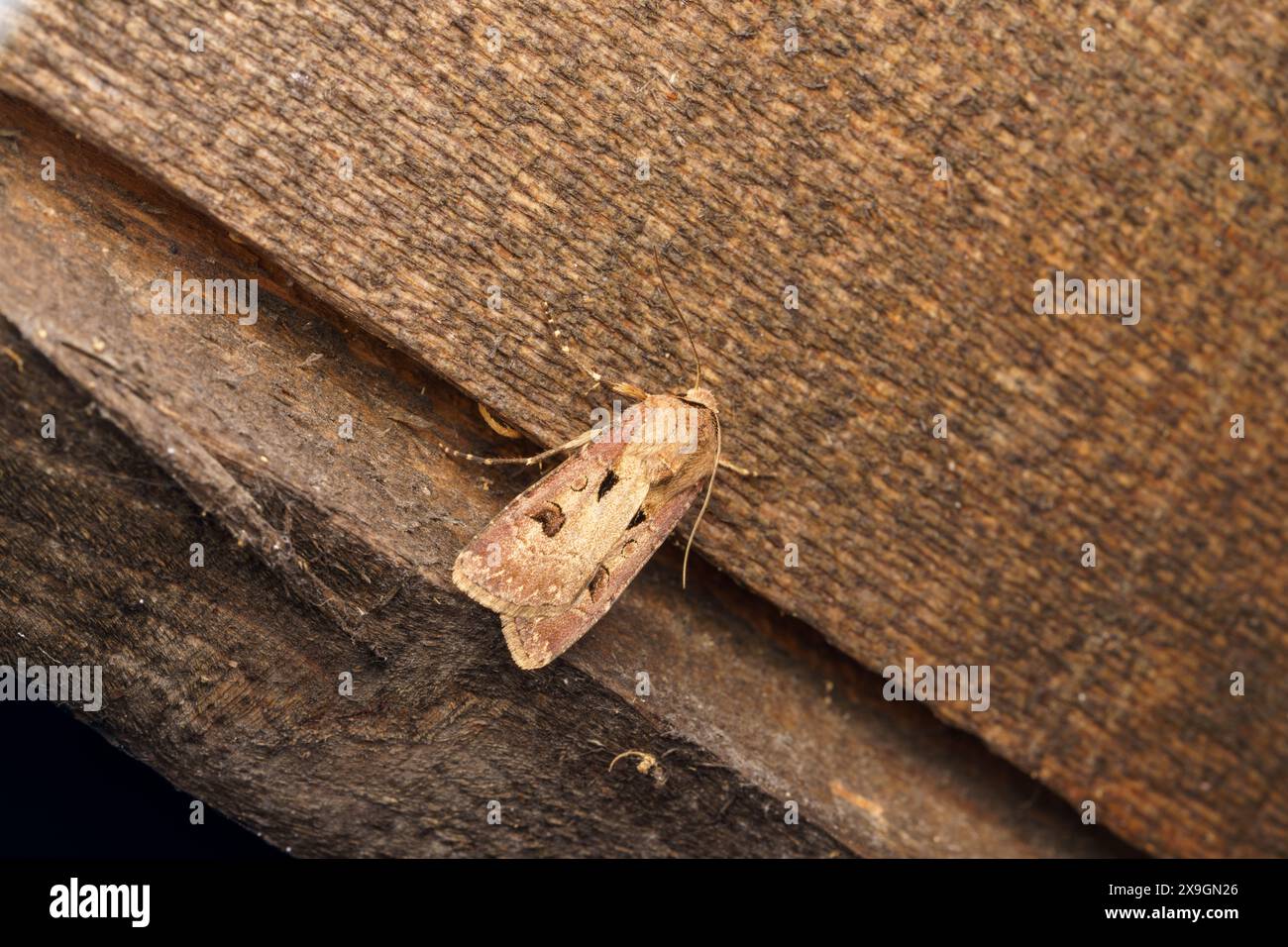 Agrotis exclamationis famiglia Noctuidae genere Agrotis cuore e falena freccette natura selvaggia fotografia di insetti, foto, sfondo Foto Stock