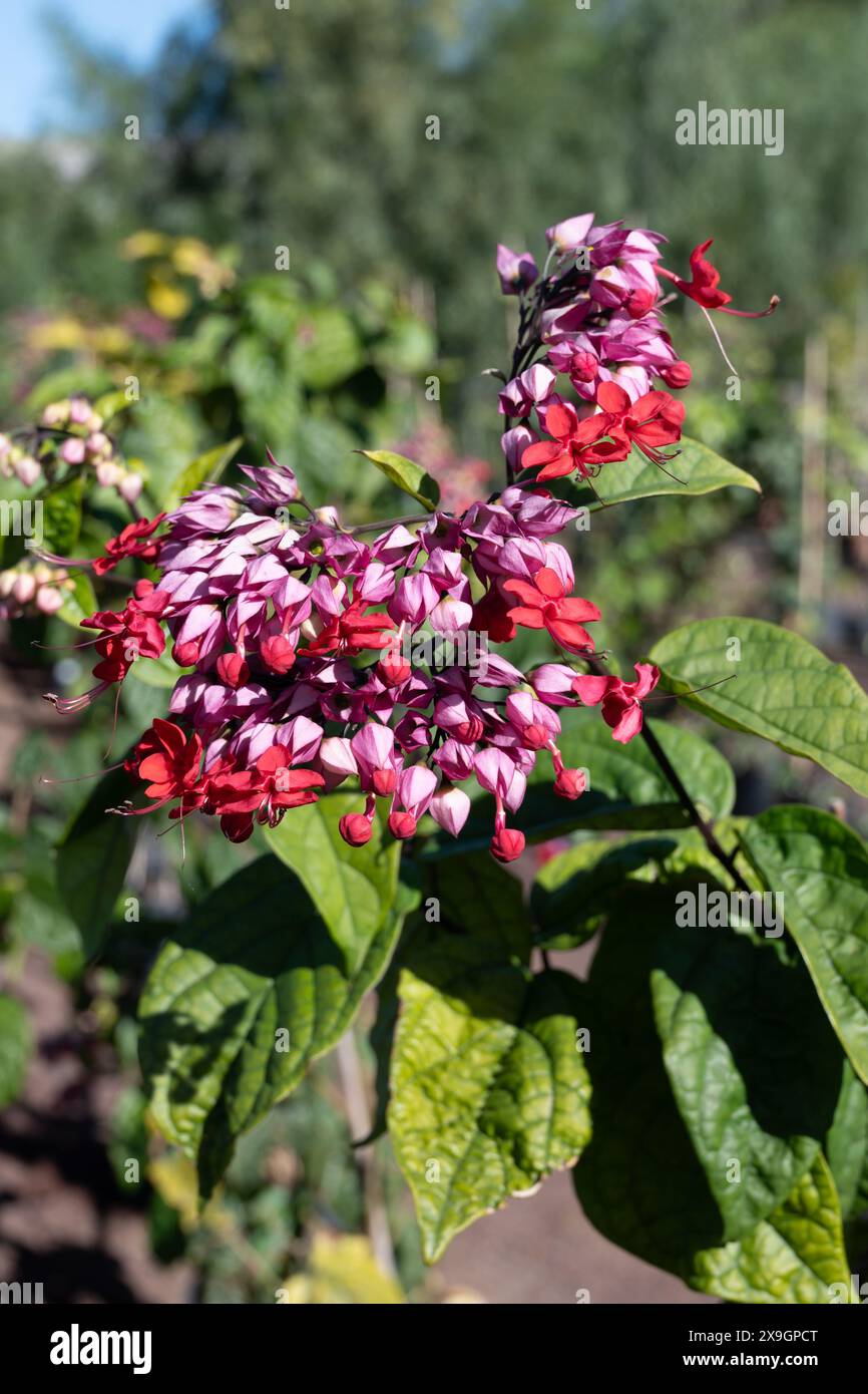 Fiori rosa di clerodendrum thomsoniae sanguinante gloria-bower pianta in fiore primo piano Foto Stock