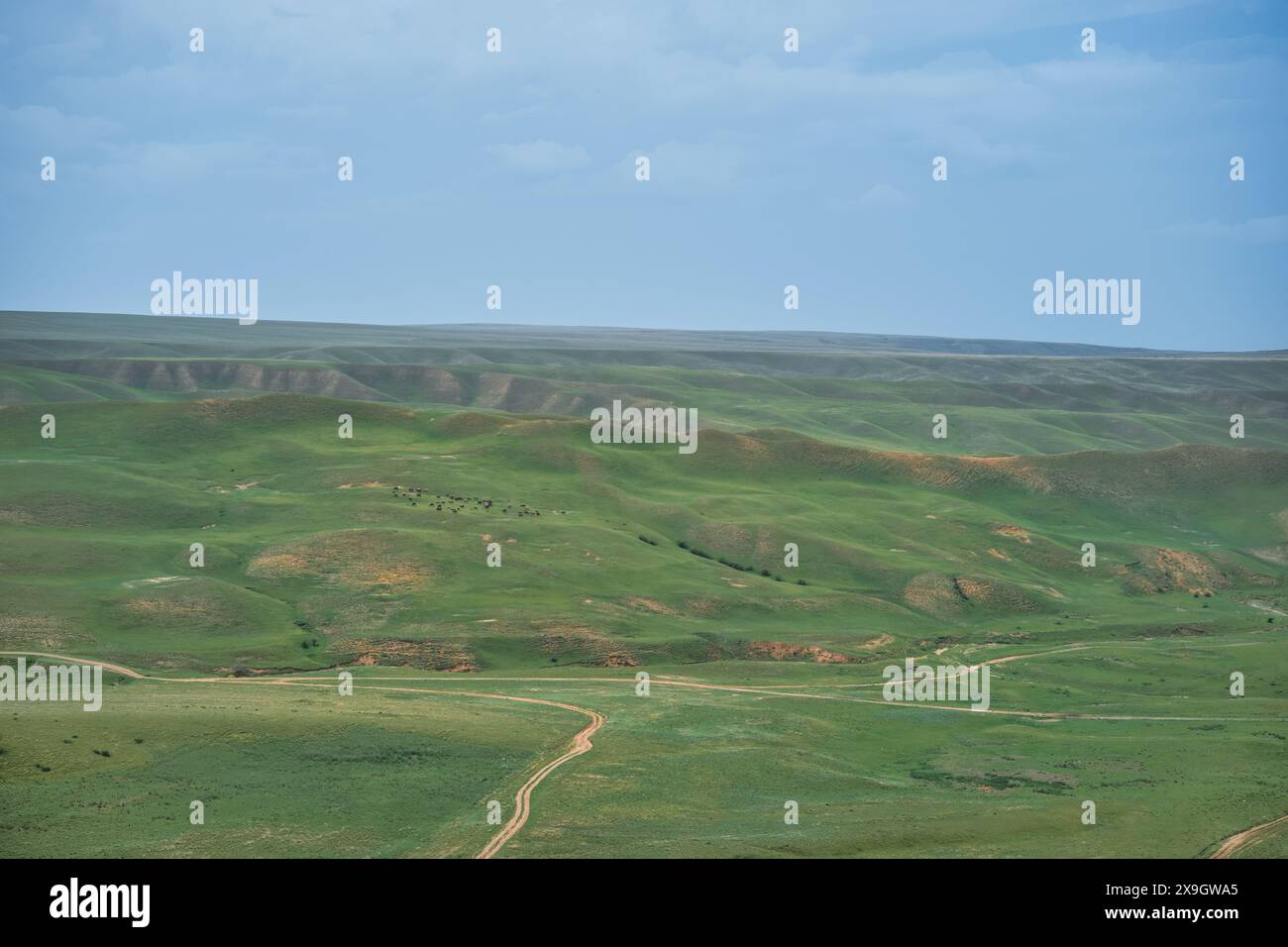 Una vista pittoresca dalle rocce alle colline con campi verdi sotto l'eterno cielo blu, un branco di mucche in lontananza, i colori unici del Foto Stock