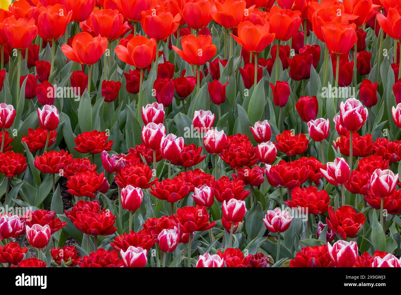 Tulipani rossi in fiore in primavera, Longwood Gardens, Kennett Square, Pennsylvania Foto Stock