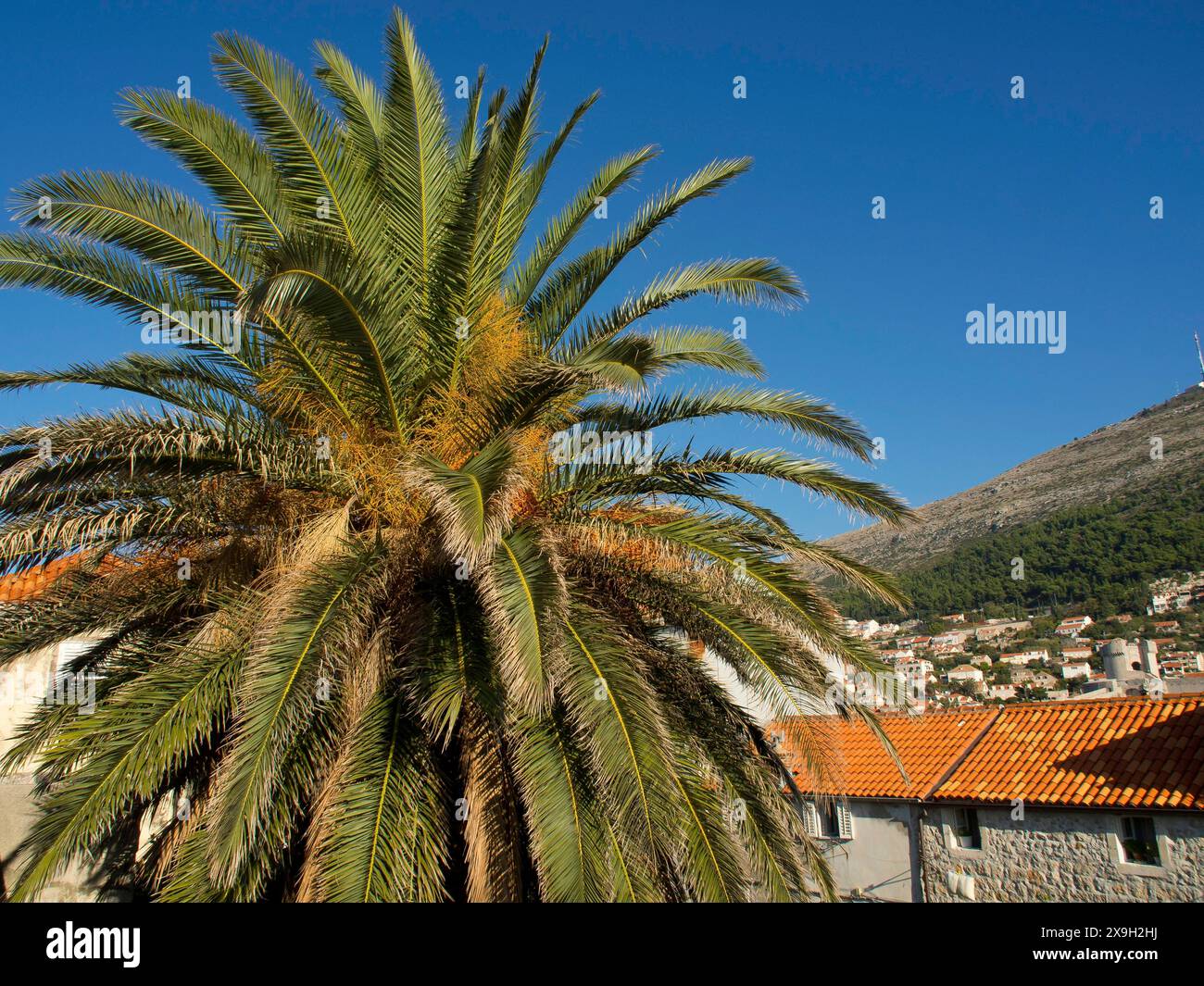 Le alte palme torreggiano su tetti piastrellati e case sotto un cielo limpido, la città vecchia di Dubrovnik con case storiche, chiese, tetti rossi e fortezza Foto Stock