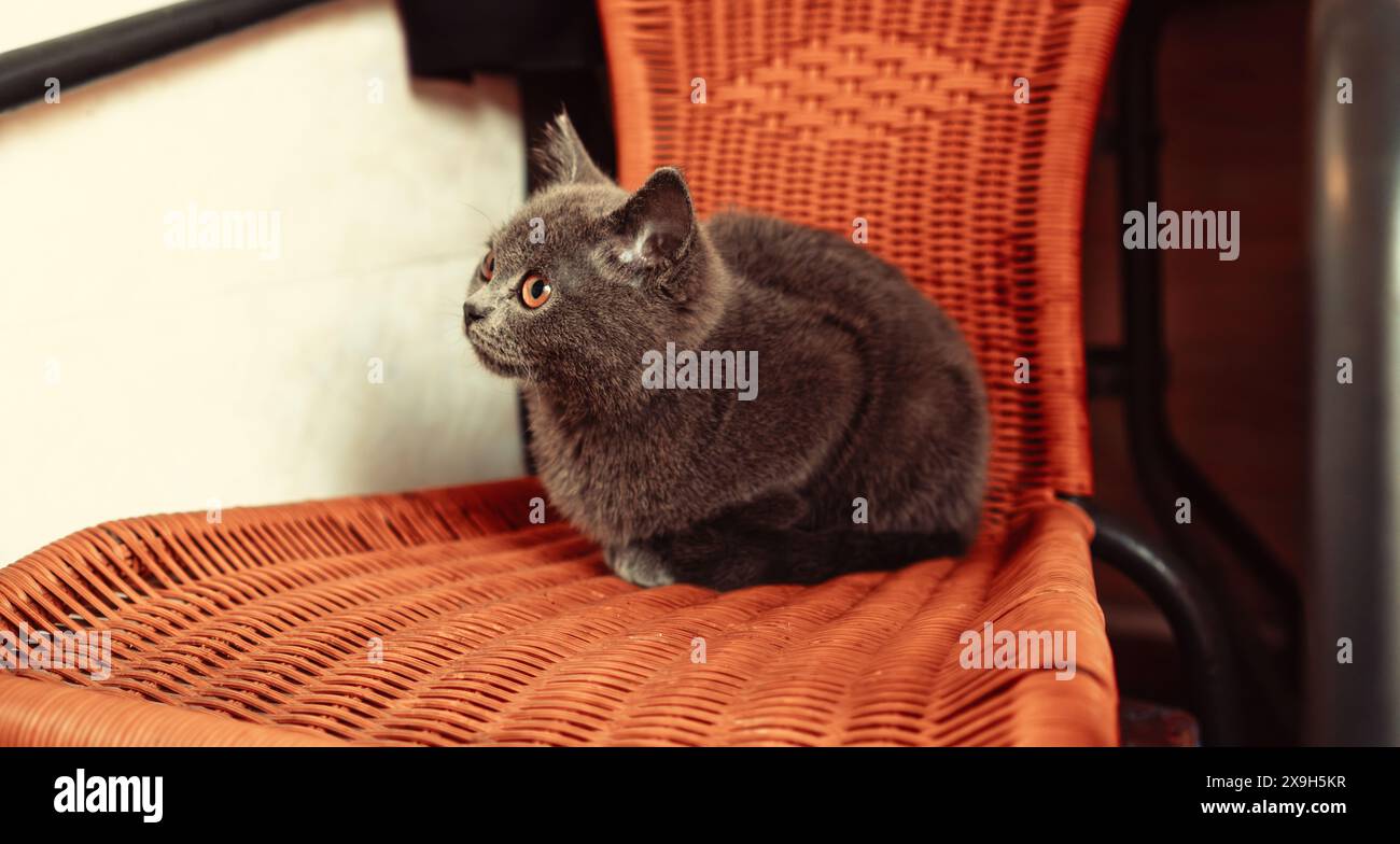 Gatto grigio seduto su una sedia in vimini arancione al chiuso. Foto Stock