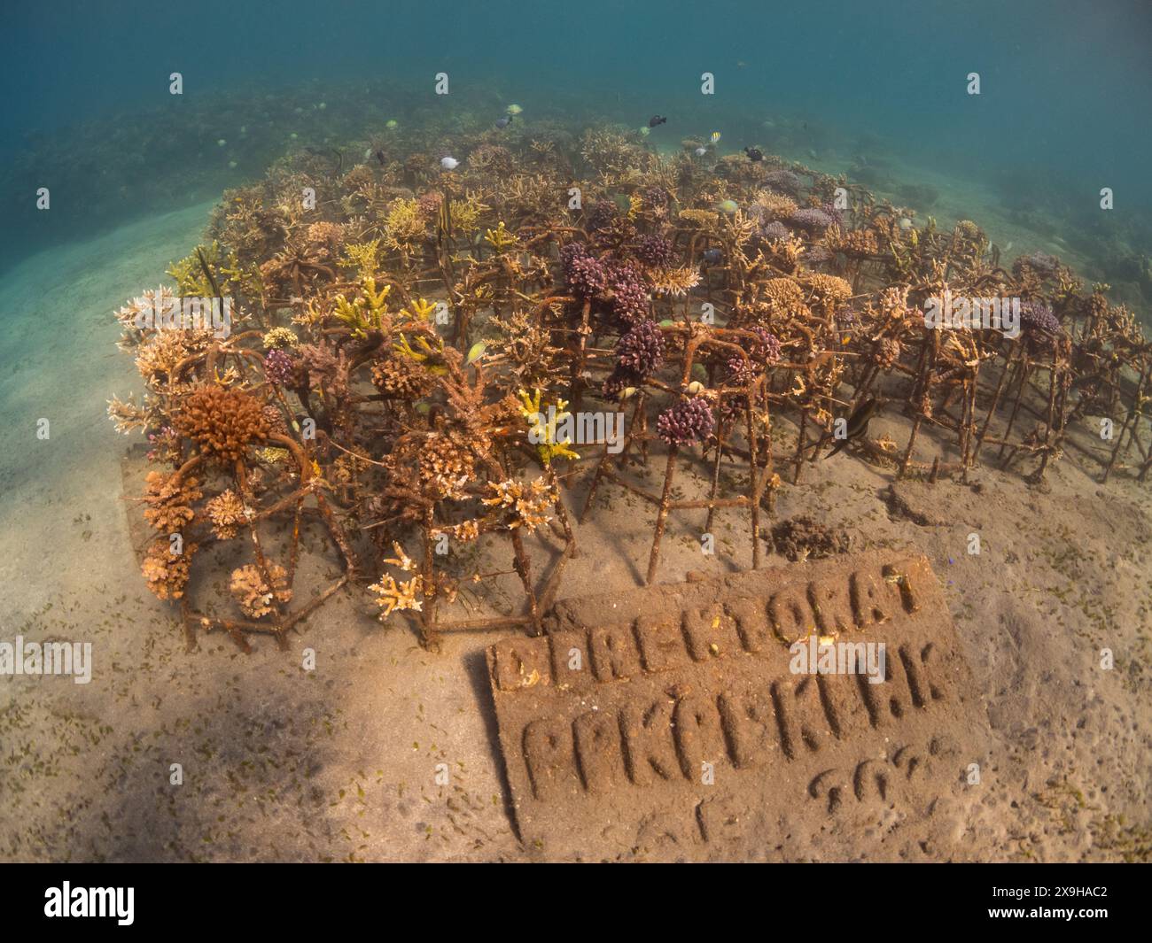 Progetto di restauro dei coralli, Maumere Coral transplantasi, Flores, Indonesia Foto Stock