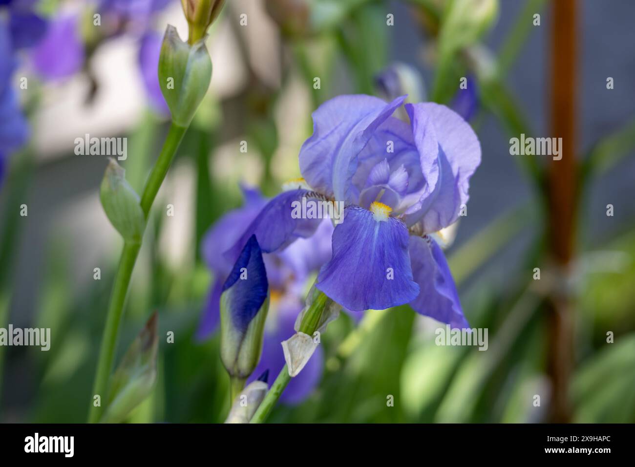 Vista macro astratta di un fiore d'Iris barbuto di colore blu lavanda in luce solare dappata e sfondo sfocato Foto Stock
