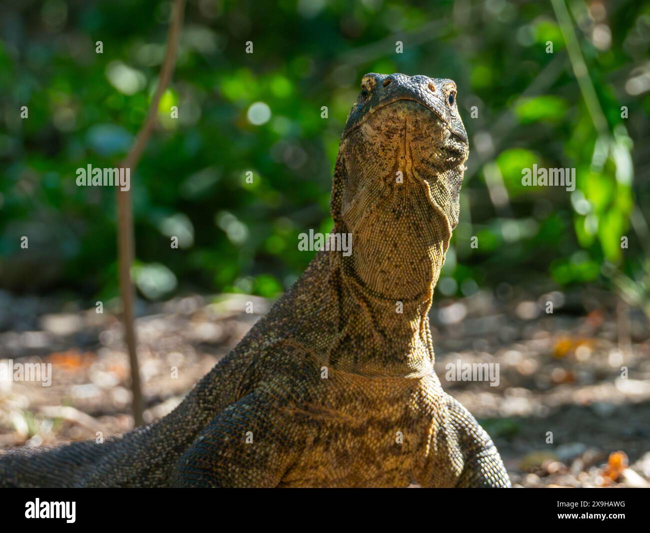 Drago di Komodo, Varanus komodoensis, la più grande lucertola del pianeta nell'isola di Komodo, Indonesia Foto Stock