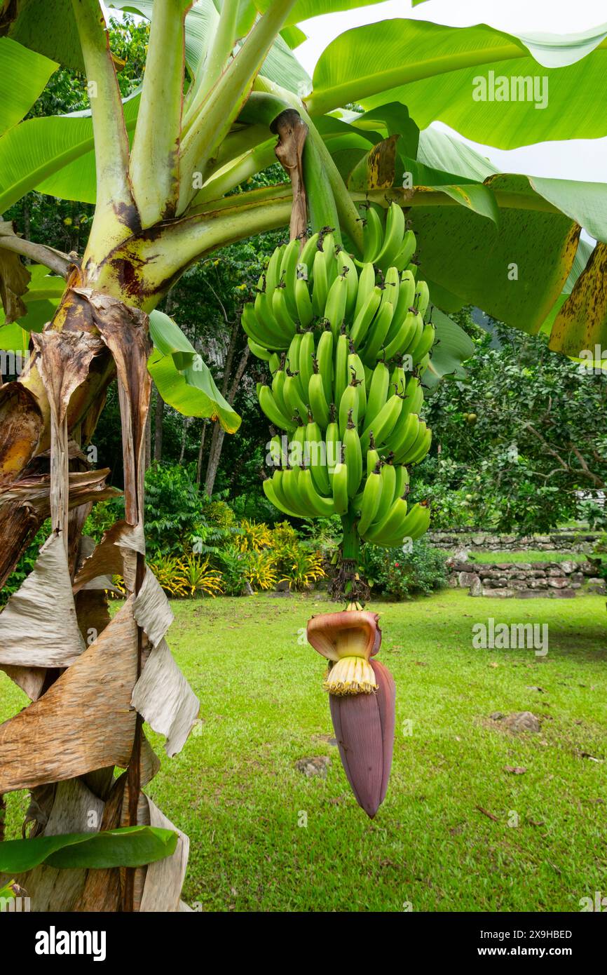 Mazzo di banane che crescono su Hiva Oa, Isole Marchesi, Polinesia francese Foto Stock