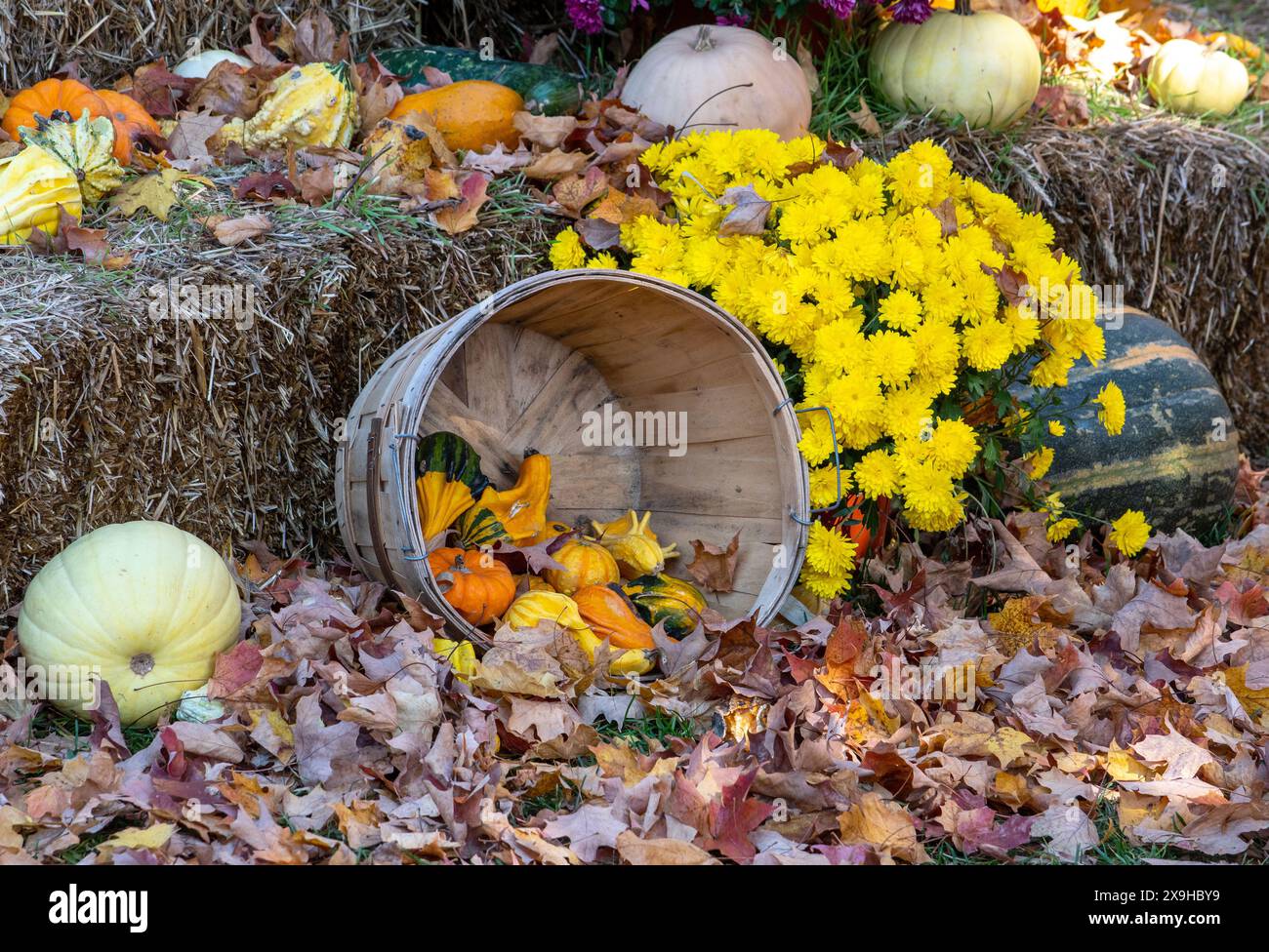 La bella natura morta autunnale presenta un cestino di buongustai e zucche con mamme di colore giallo brillante e balle di fieno Foto Stock