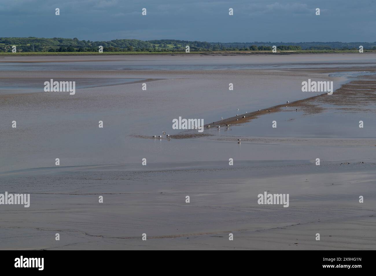Gabbiani sulle sponde di sabbia rivelati dalla marea in calo, il fiume Severn a Lydney, Gloucestershire. Foto Stock