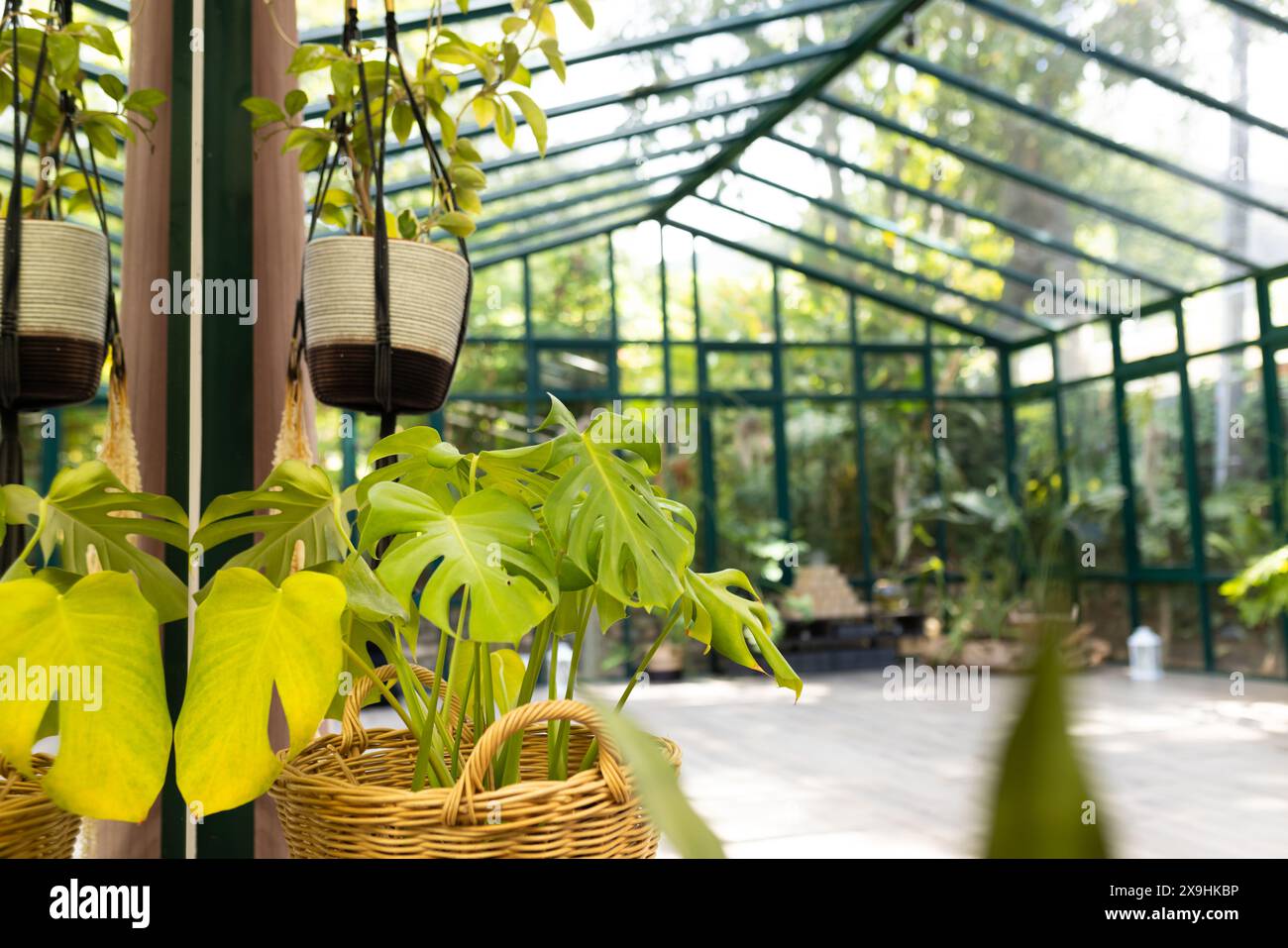 Studio Glass House immerso nella luce del sole, con lussureggianti piante verdi Foto Stock