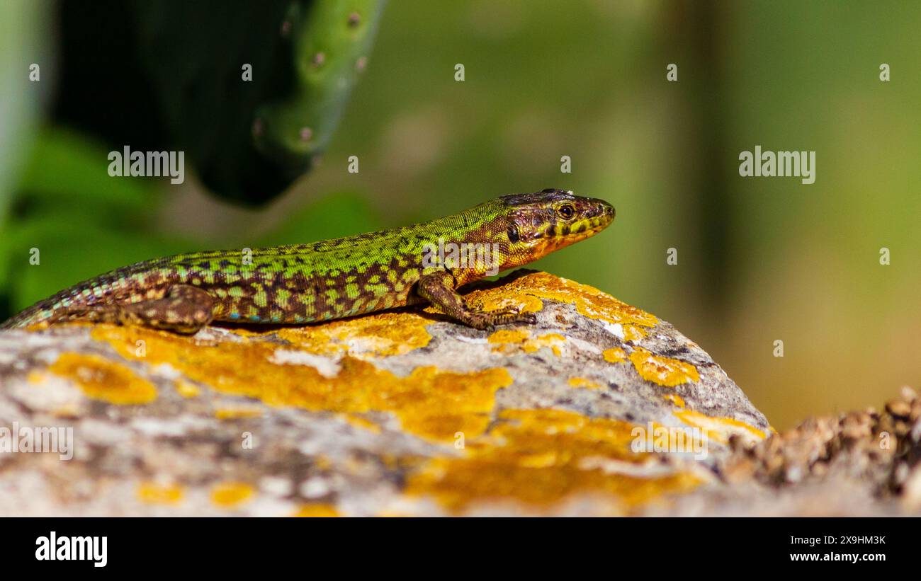 lucertola verde selvaggia sulla roccia Foto Stock