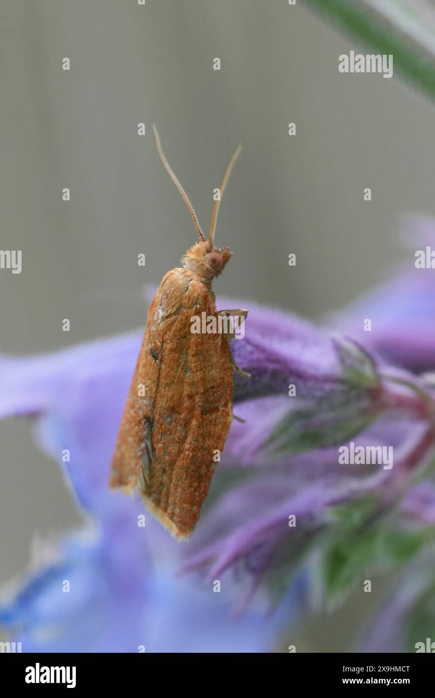 Primo piano dettagliato su una piccola falena tortrix di privet marrone europeo, Clepsis consimilana su un fiore viola Foto Stock