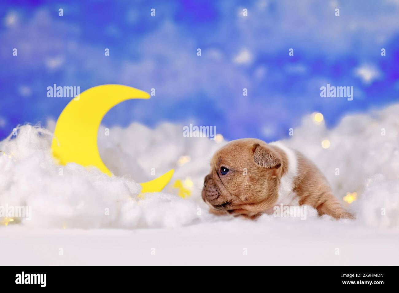 Cucciolo di Bulldog rosso carino tra le nuvole soffici con la luna e le stelle Foto Stock
