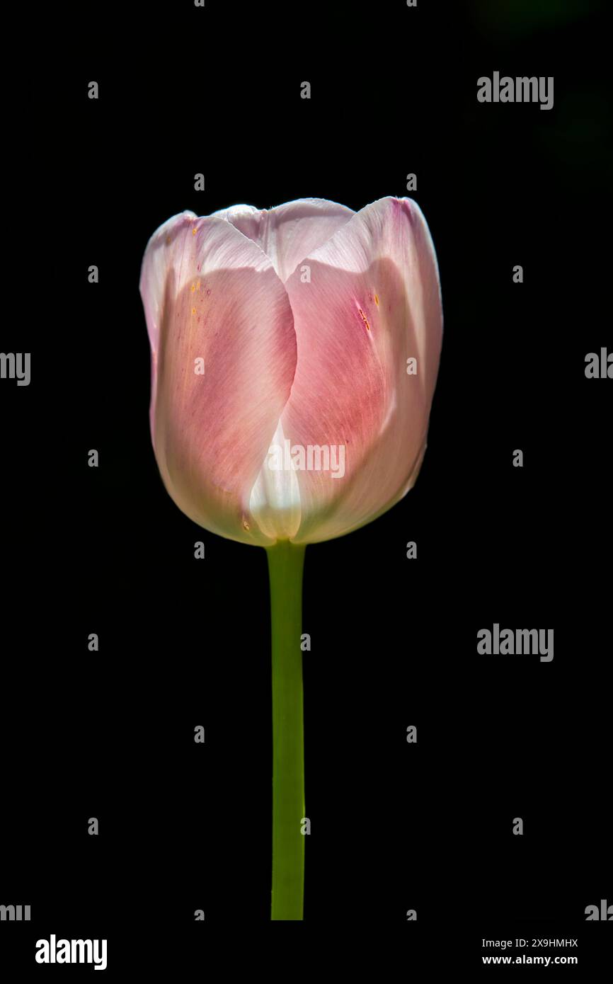 Fiore di tulipano rosa retroilluminato su sfondo nero. Foto Stock