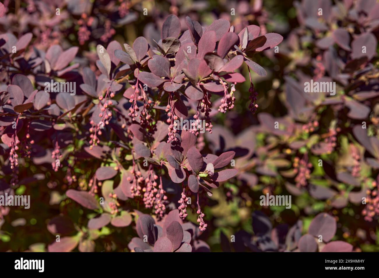 Rami di mirtillo giapponese (Berberis thunbergii) con fiori chiusi. Foto Stock