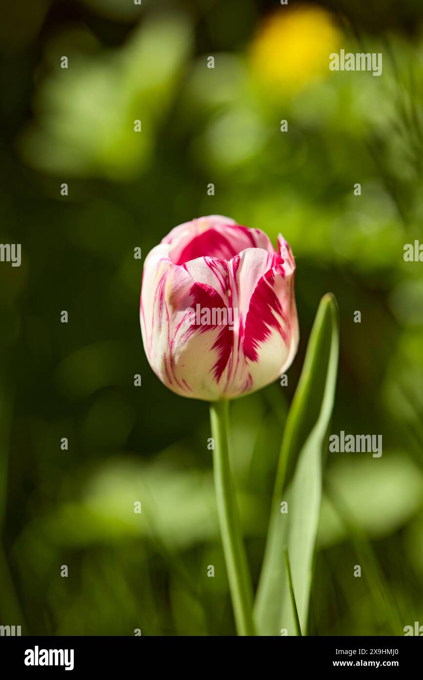 Fiore di tulipani a righe rosso e bianco intagliato. Foto Stock