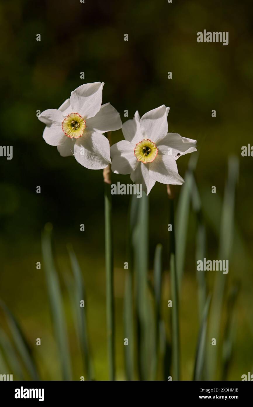 Fiori di narcidi bianchi (Narcissus poeticus). Foto Stock