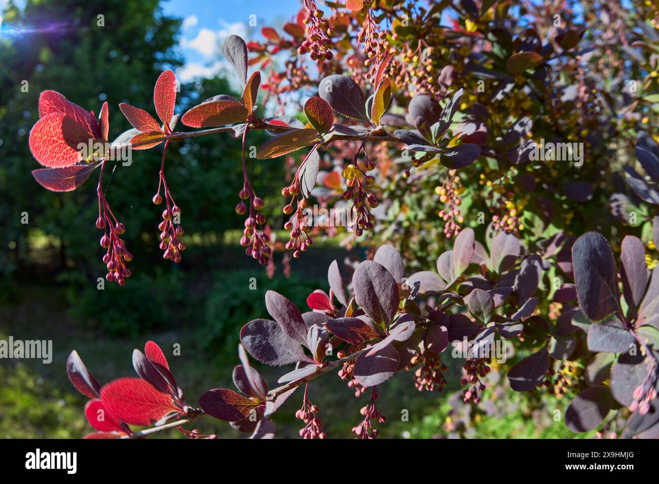 Rami di mirtillo giapponese (Berberis thunbergii) con fiori chiusi. Foto Stock