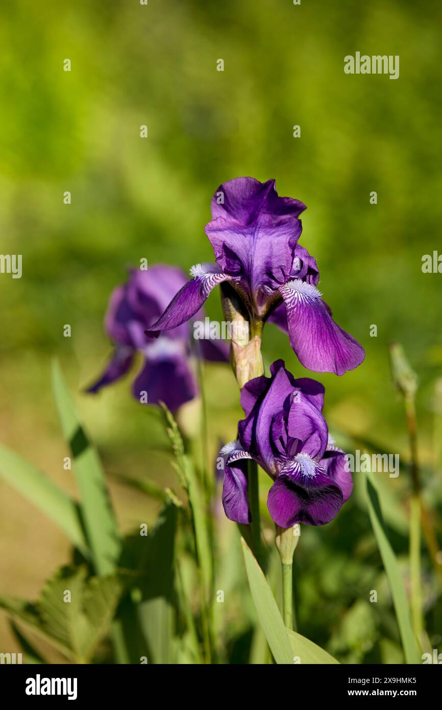 Fiori viola di Iris barbuti tedeschi (Iris germanica). Foto Stock
