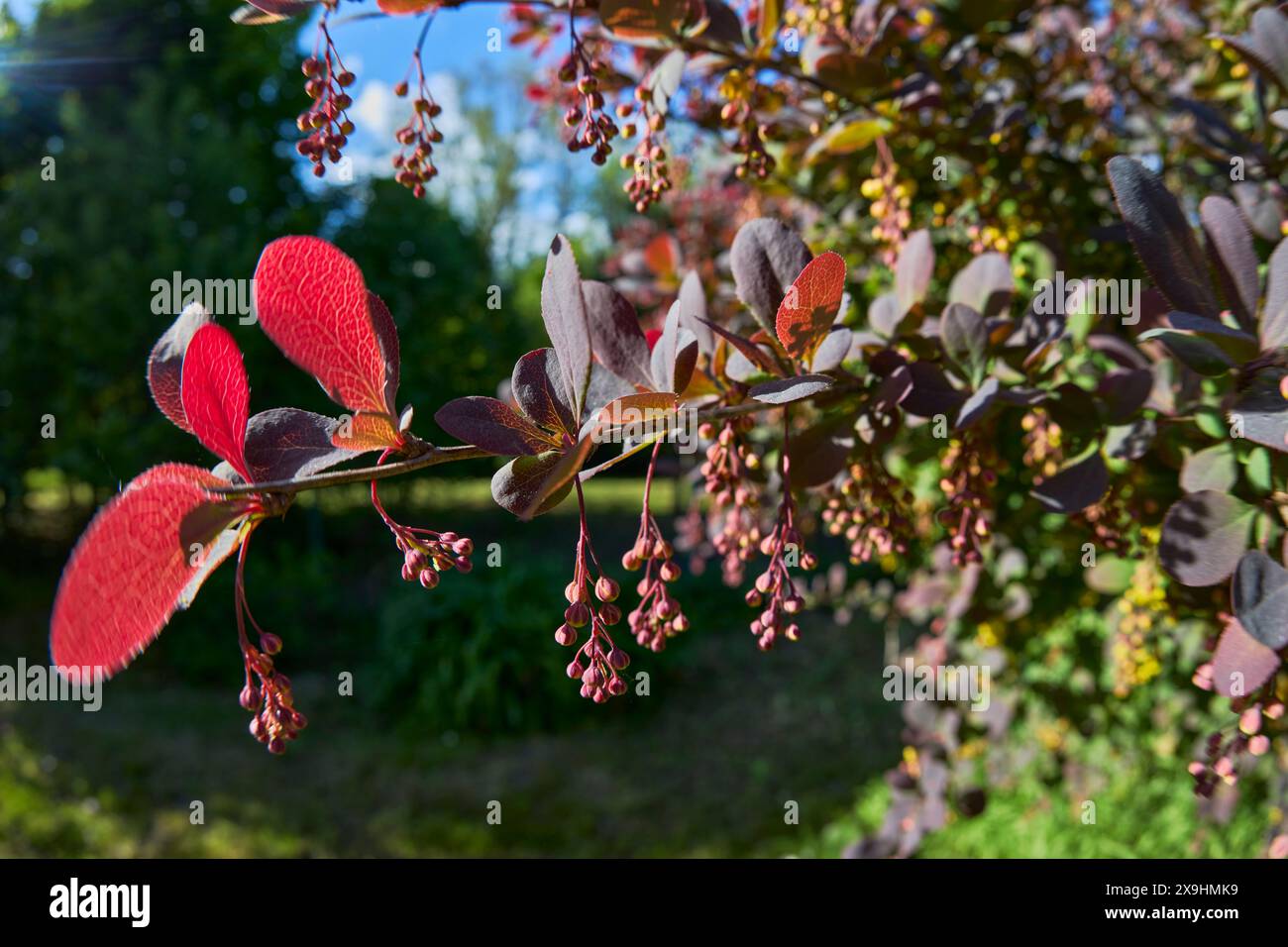 Rami di mirtillo giapponese (Berberis thunbergii) con fiori chiusi. Foto Stock