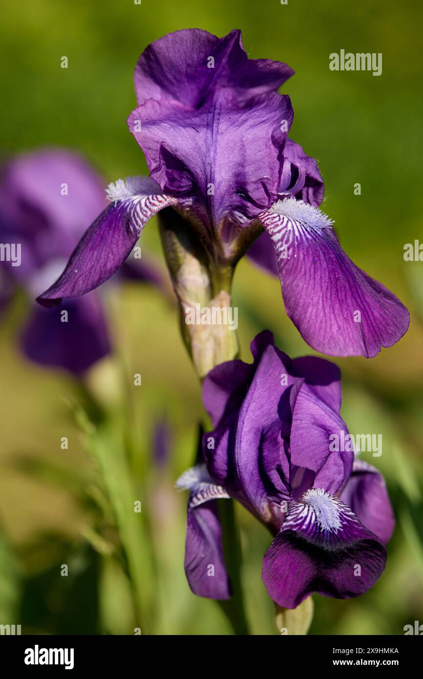 Fiori viola di Iris barbuti tedeschi (Iris germanica). Foto Stock