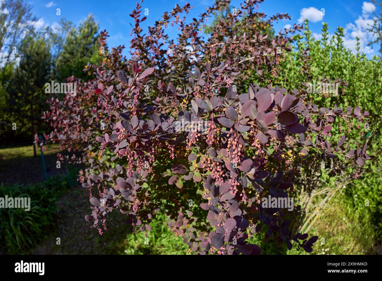 Il mirtillo giapponese (Berberis thunbergii) cresce nel giardino di assegnazione. Foto Stock