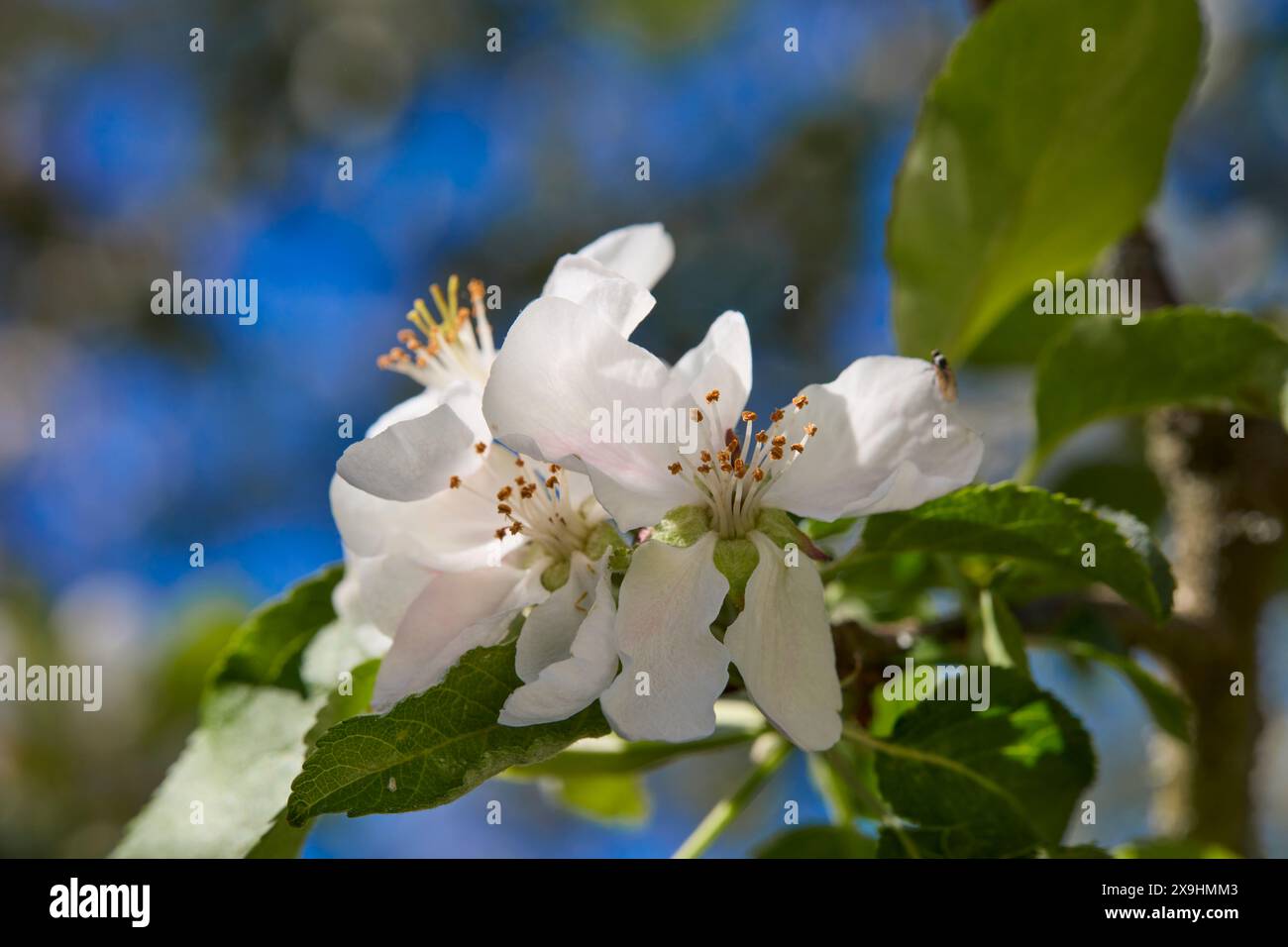 Vista ravvicinata dei meli (Malus domestica) in fiore. Foto Stock