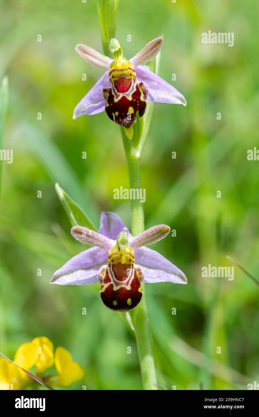 Orchidea d'api (Ophrys apifera) fiore selvatico su prateria di gesso a Denbies Hillside, Surrey, Inghilterra, Regno Unito Foto Stock