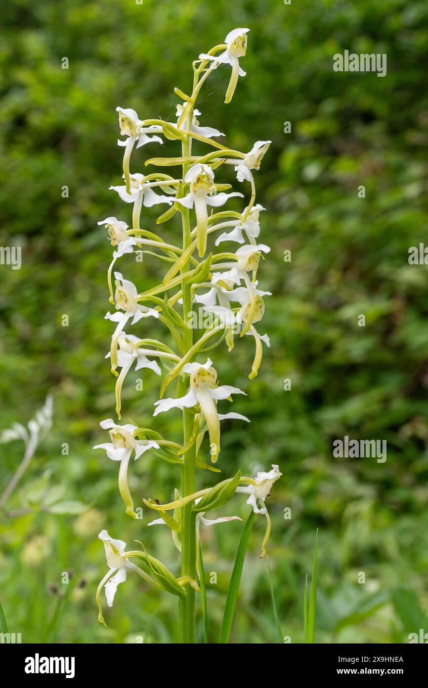 Punta di fiore dell'orchidea delle farfalle (Platanthera chlorantha), Surrey, Inghilterra, Regno Unito, che fiorisce nel mese di maggio sul fondo di gesso Foto Stock