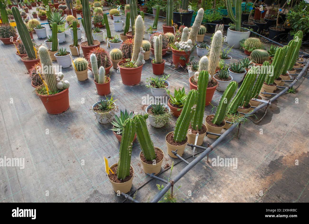 Corsia per la riproduzione di piante in un vivaio. Cactus e succulenti, xeriscape Foto Stock Corsia per la riproduzione di piante in un vivaio. Cactus e succulenti, xeriscape Foto Stock