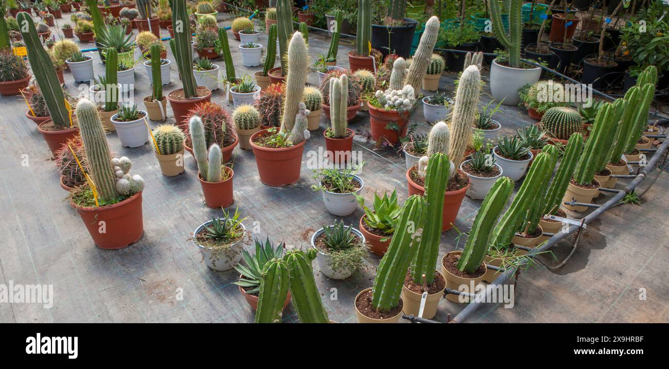 Corsia per la riproduzione di piante in un vivaio. Cactus e succulenti, xeriscape Foto Stock Corsia per la riproduzione di piante in un vivaio. Cactus e succulenti, xeriscape Foto Stock