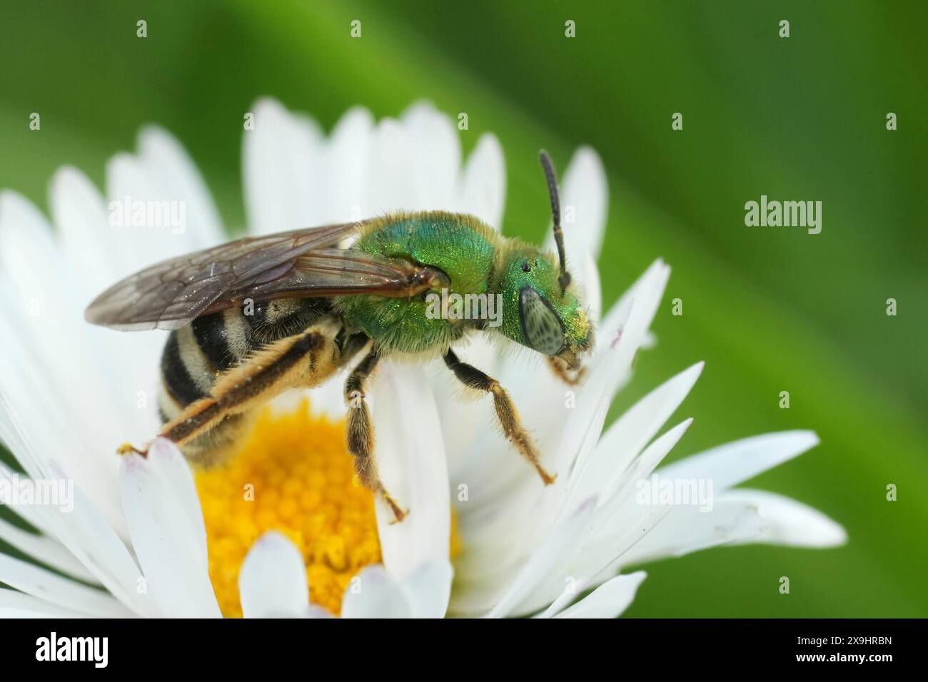 Primo piano naturale su una colorata ape verde metallizzata nordamericana, Agapostemon viresecens dell'Oregon, USA Foto Stock