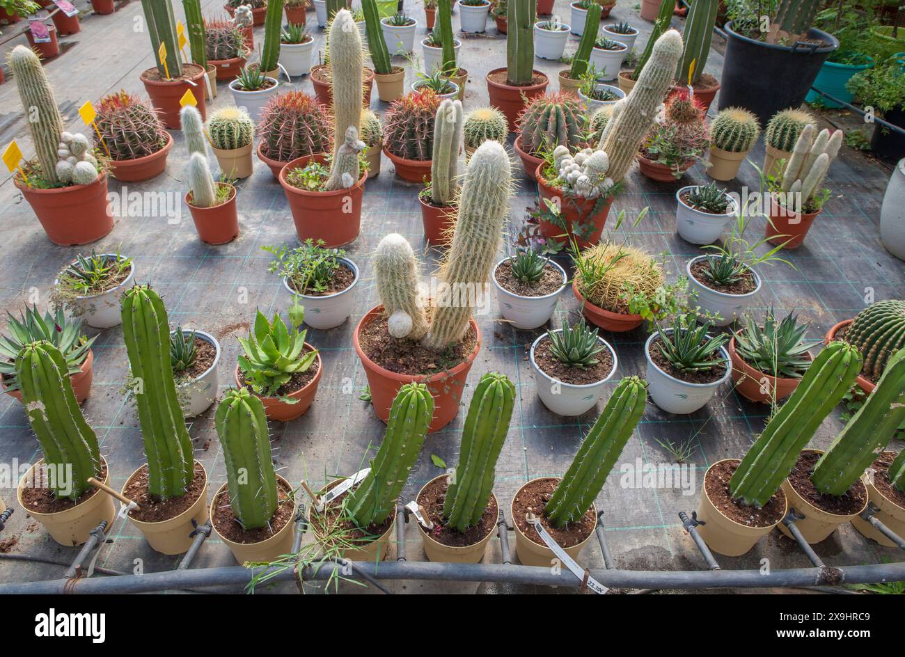 Corsia per la riproduzione di piante in un vivaio. Cactus e succulenti, xeriscape Foto Stock Corsia per la riproduzione di piante in un vivaio. Cactus e succulenti, xeriscape Foto Stock