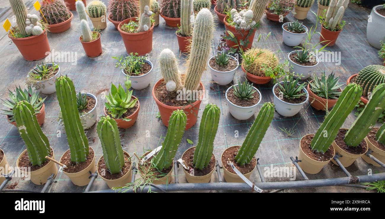 Corsia per la riproduzione di piante in un vivaio. Cactus e succulenti, xeriscape Foto Stock Corsia per la riproduzione di piante in un vivaio. Cactus e succulenti, xeriscape Foto Stock