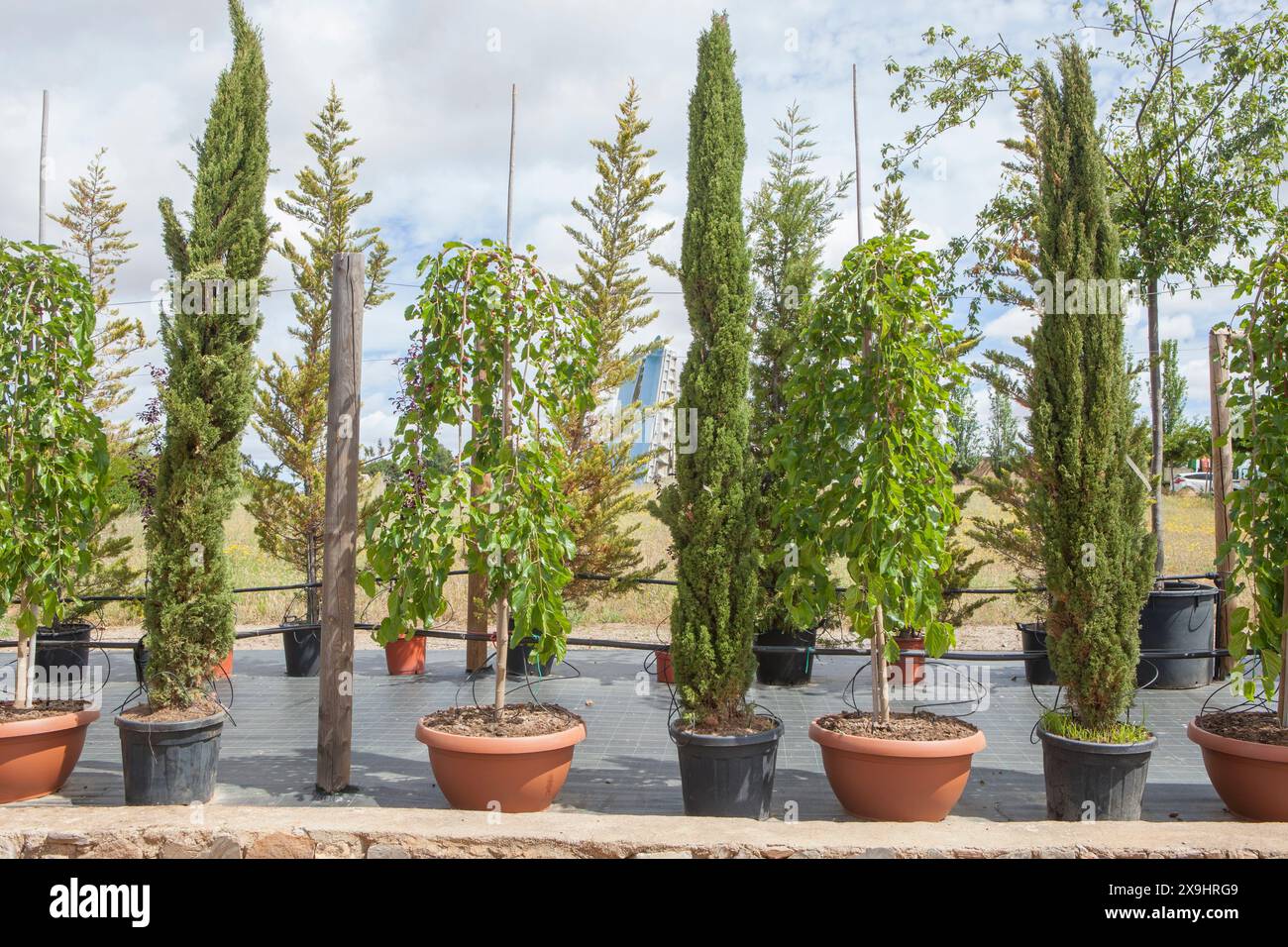 Corsia per la riproduzione di piante in un vivaio. Giovani gripresse e alberi di gelso Foto Stock