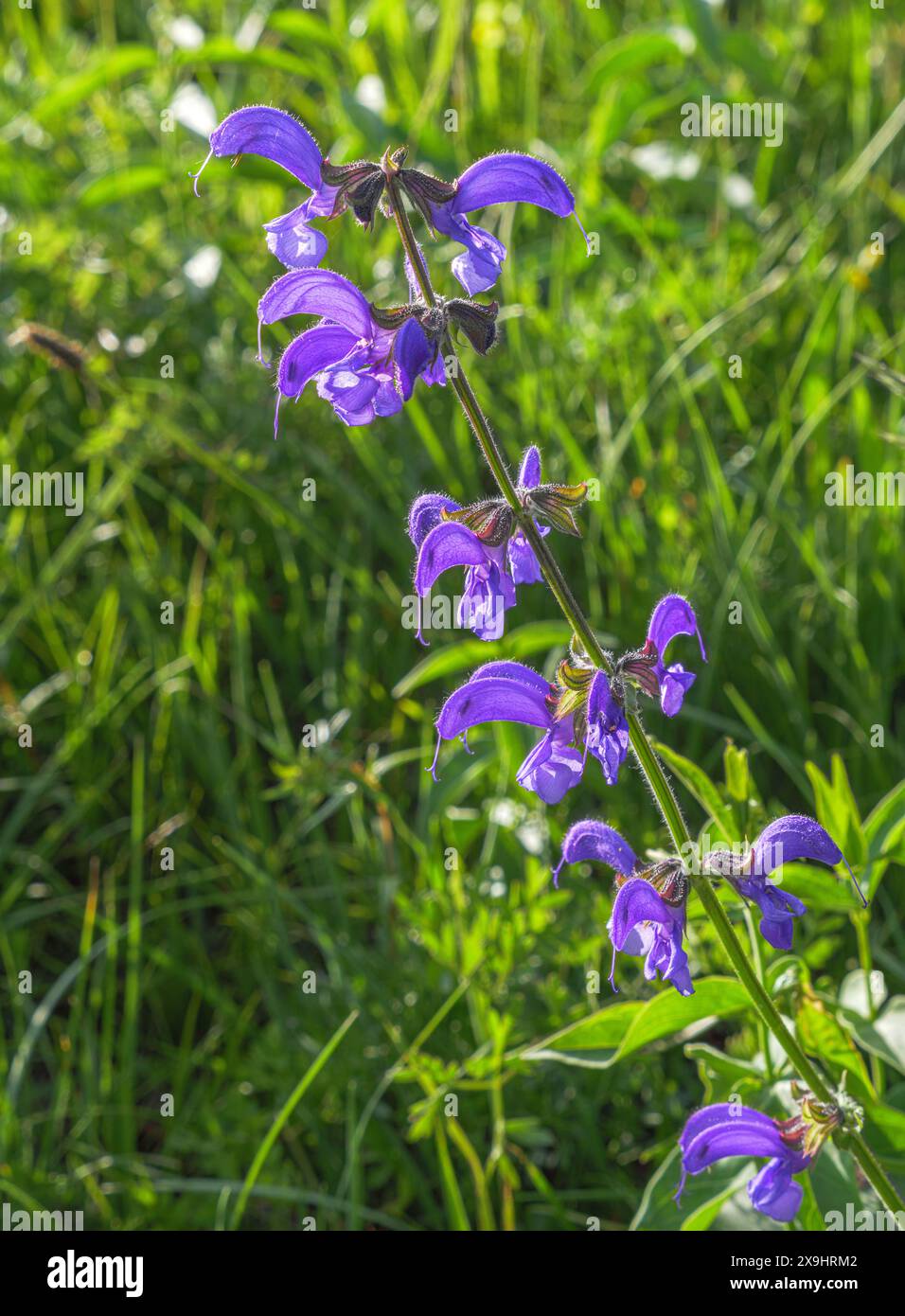 Salvia prato fiorito (Salvia pratensis), anche salvia prato Foto Stock