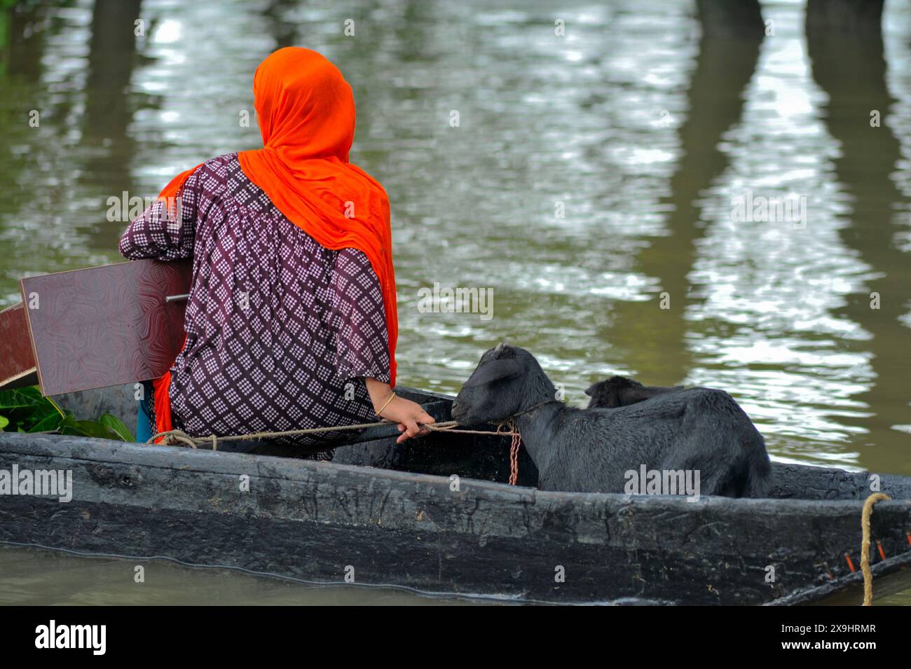 Sylhet, Bangladesh. 30 maggio 2024. Una donna che porta il suo bestiame in barca in un posto più sicuro nella zona di Rangpani, sulla strada Sylhet Tamabil di Jaintapur upazila. Si nota che molte persone hanno lasciato le loro case e sono andate in rifugi sicuri. Le aree basse e tormentate dei tre sindacati di Sylhet's Jaintapur upazila sono state inondate a causa di inondazioni improvvise causate da forti piogge e acqua dalle pendici della collina. Circa 300 mila persone su quattro upazilas sono rimaste intrappolate in acqua a causa delle improvvise inondazioni. Foto Stock