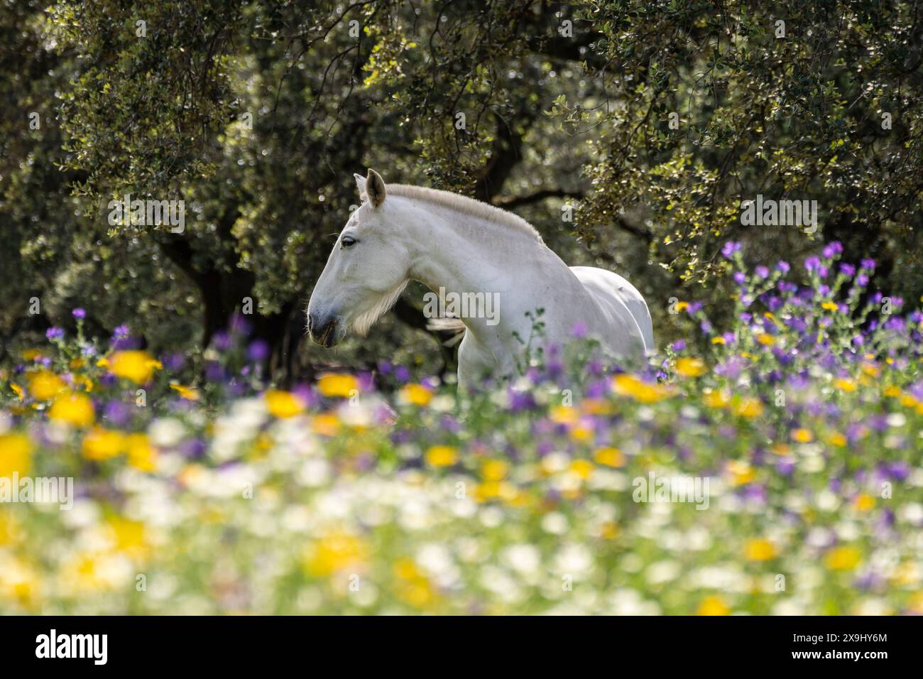 Cavalli in un mare di fiori, Aracena Circular Trail - Monte San Miguel - Aracena - PR-A 49, Cortijo Monte San Miguel, allevamento El Parralejo, Huelva, Andalusia, Spagna. Foto Stock