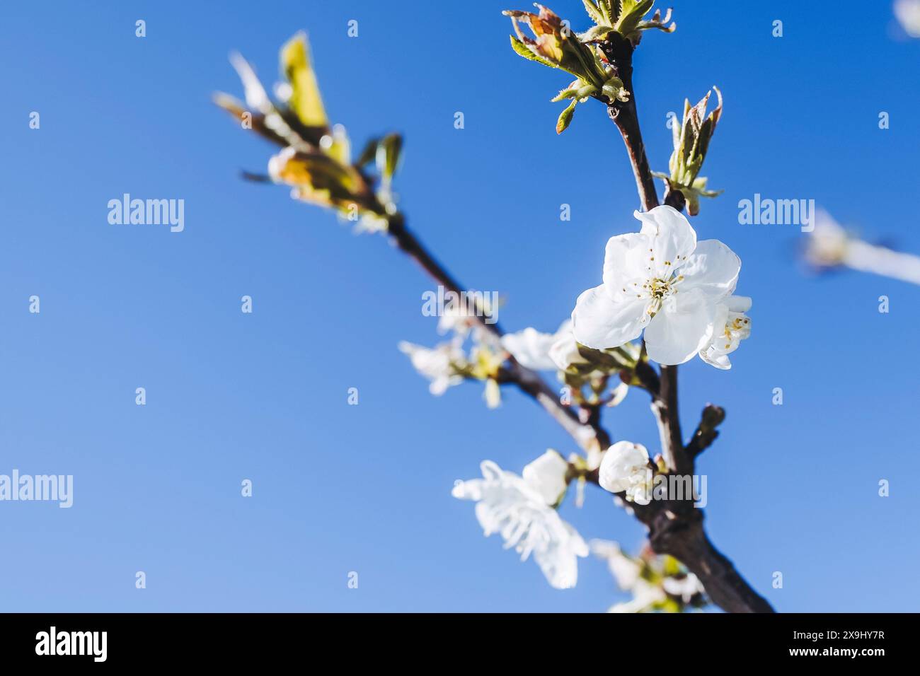 Graziosi fiori bianchi in un prugna con luce solare Foto Stock