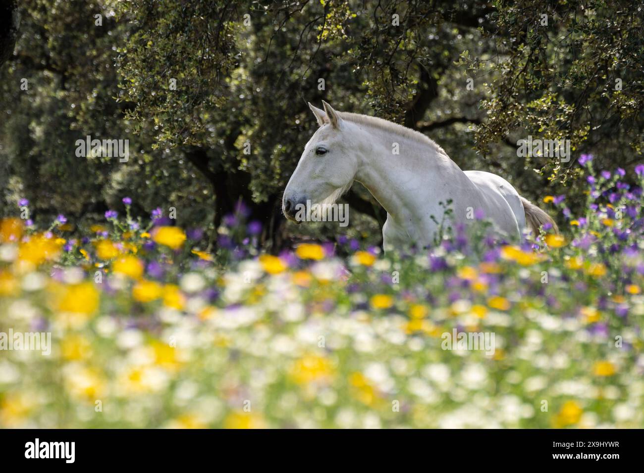 Cavalli in un mare di fiori, Aracena Circular Trail - Monte San Miguel - Aracena - PR-A 49, Cortijo Monte San Miguel, allevamento El Parralejo, Huelva, Andalusia, Spagna. Foto Stock