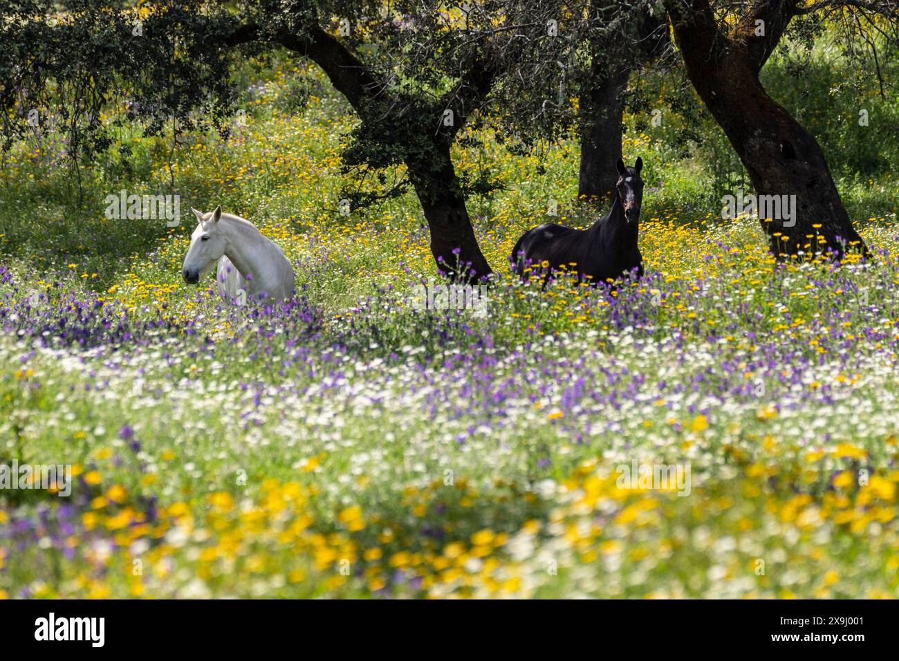 Cavalli in un mare di fiori, Aracena Circular Trail - Monte San Miguel - Aracena - PR-A 49, Cortijo Monte San Miguel, allevamento El Parralejo, Huelva, Andalusia, Spagna. Foto Stock