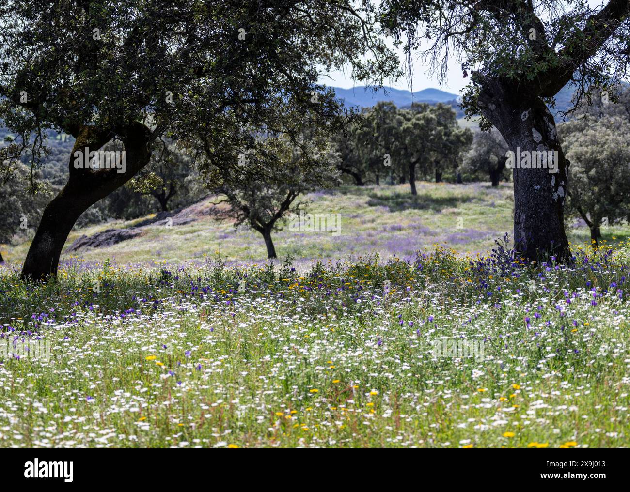 Sentiero circolare Aracena - Monte San Miguel - Aracena - PR-A 49, Cortijo Monte San Miguel, allevamento El Parralejo, Huelva, Andalusia, Spagna. Foto Stock