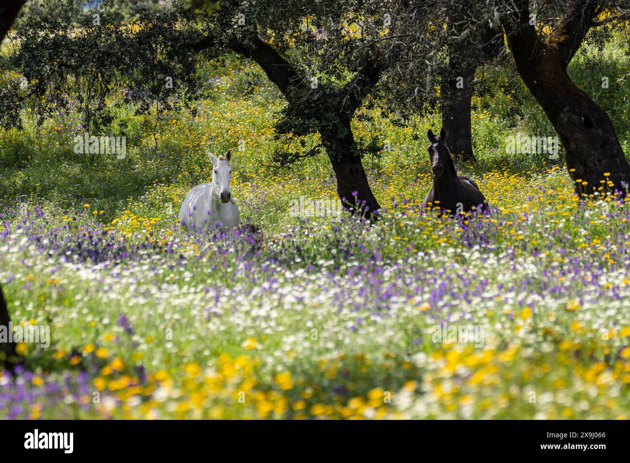Cavalli in un mare di fiori, Aracena Circular Trail - Monte San Miguel - Aracena - PR-A 49, Cortijo Monte San Miguel, allevamento El Parralejo, Huelva, Andalusia, Spagna. Foto Stock