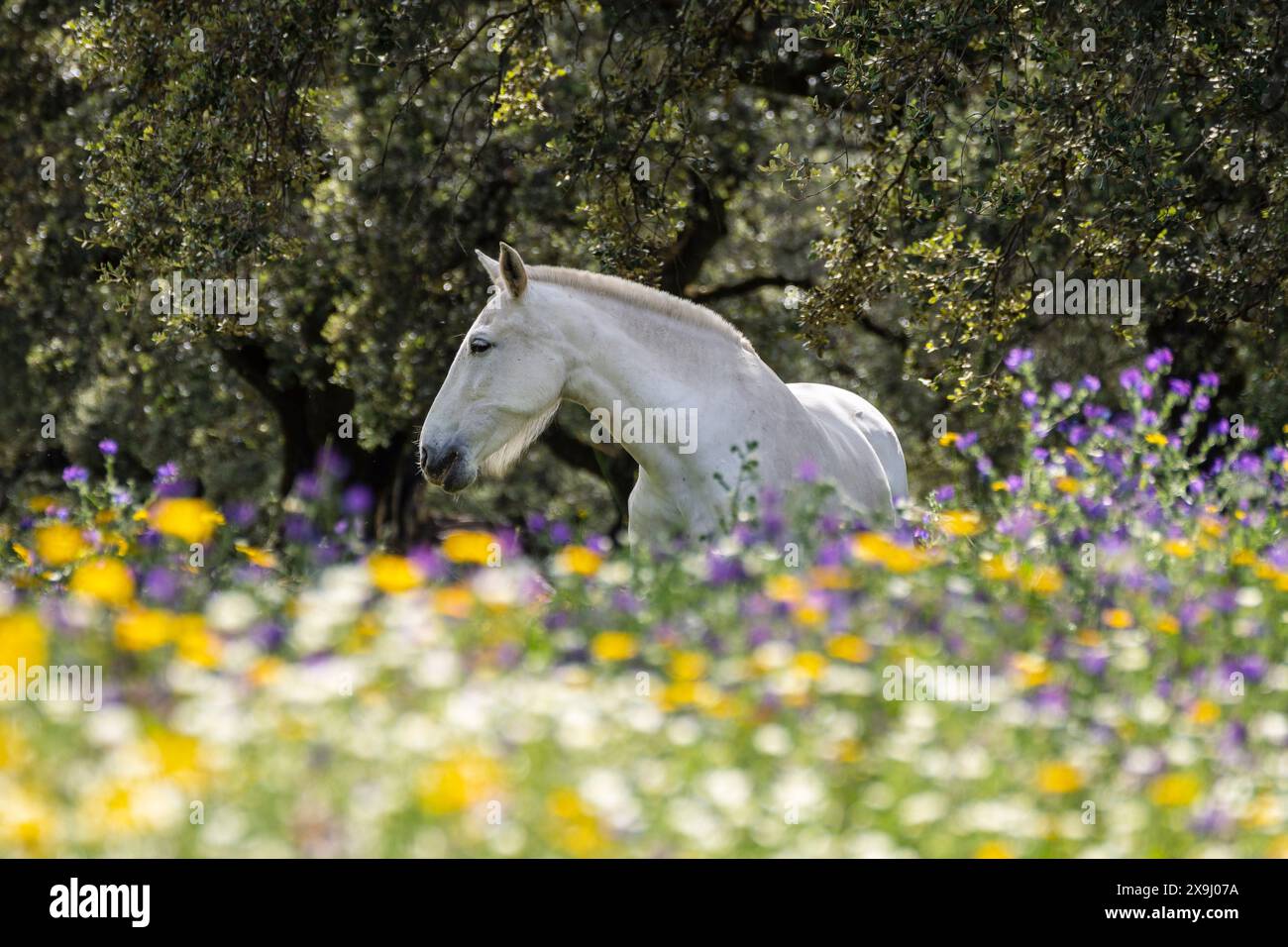 Cavalli in un mare di fiori, Aracena Circular Trail - Monte San Miguel - Aracena - PR-A 49, Cortijo Monte San Miguel, allevamento El Parralejo, Huelva, Andalusia, Spagna. Foto Stock