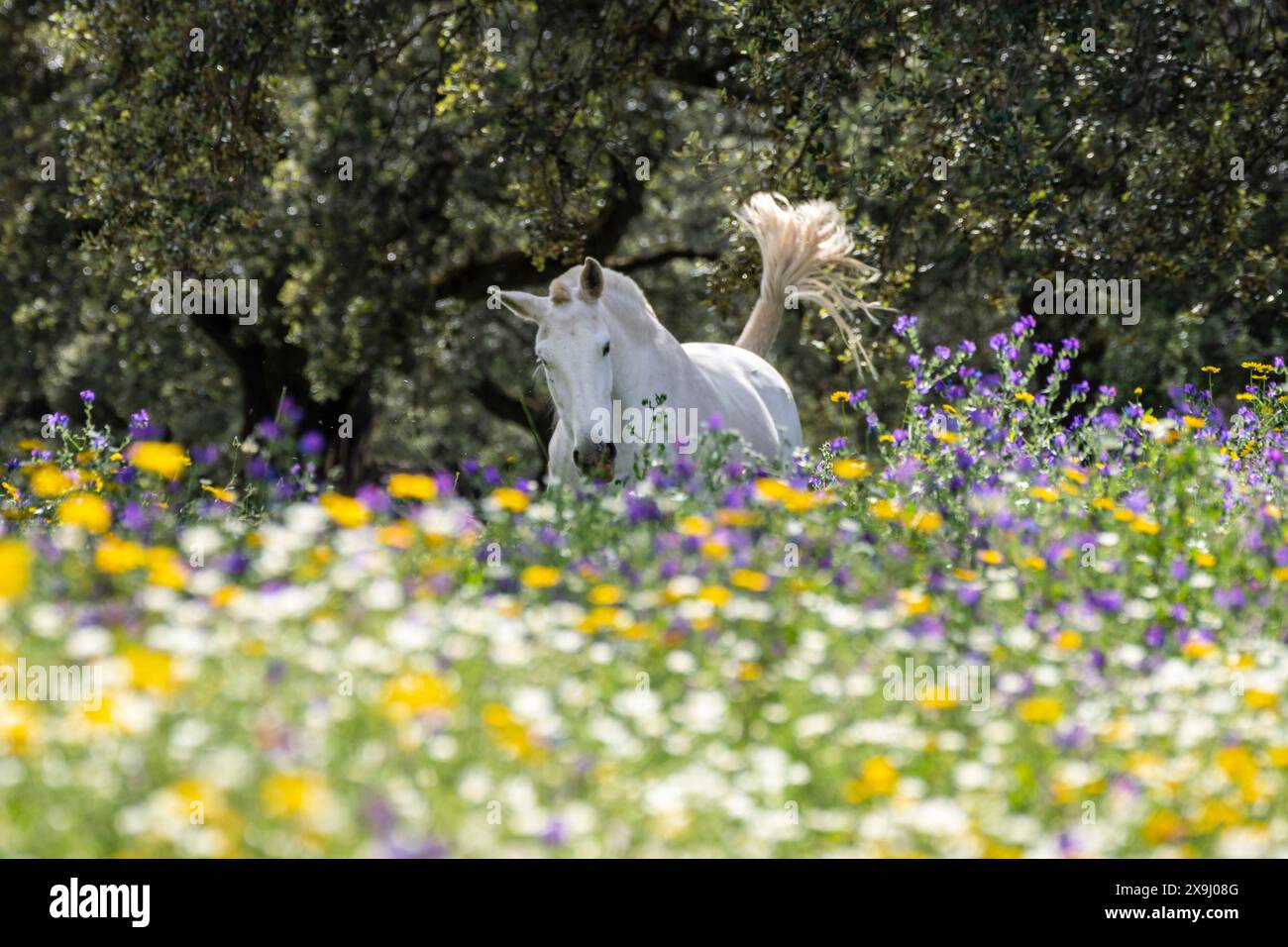 Cavalli in un mare di fiori, Aracena Circular Trail - Monte San Miguel - Aracena - PR-A 49, Cortijo Monte San Miguel, allevamento El Parralejo, Huelva, Andalusia, Spagna. Foto Stock