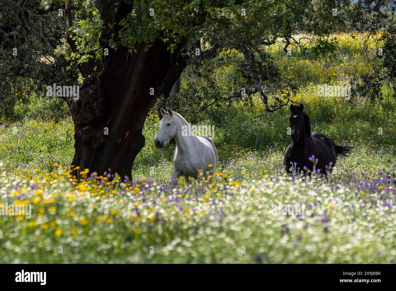 Cavalli in un mare di fiori, Aracena Circular Trail - Monte San Miguel - Aracena - PR-A 49, Cortijo Monte San Miguel, allevamento El Parralejo, Huelva, Andalusia, Spagna. Foto Stock