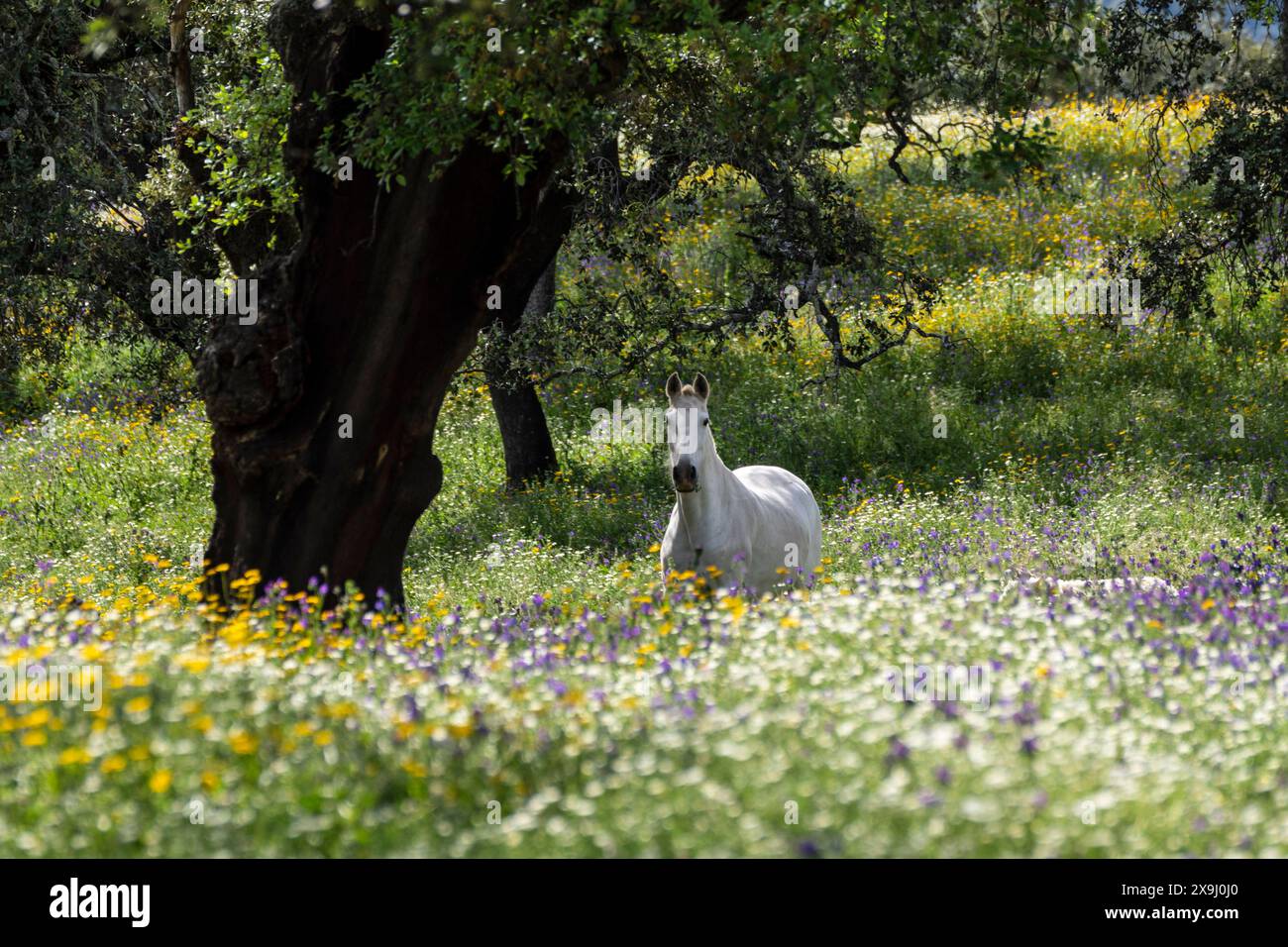 Cavalli in un mare di fiori, Aracena Circular Trail - Monte San Miguel - Aracena - PR-A 49, Cortijo Monte San Miguel, allevamento El Parralejo, Huelva, Andalusia, Spagna. Foto Stock