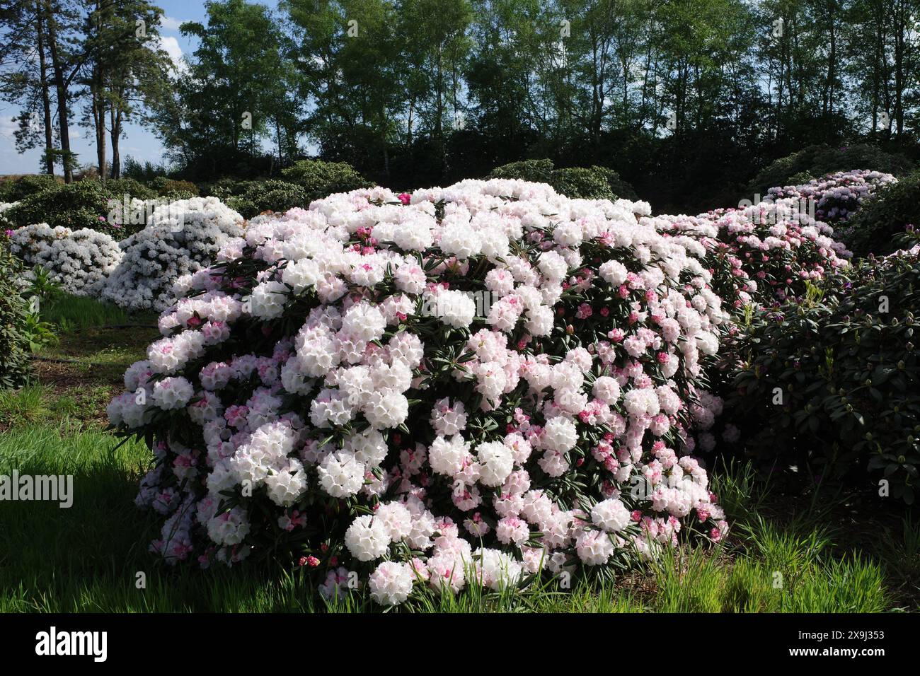 Un cespuglio di rododendri con fiori bianco-rosa in un vivaio Foto Stock