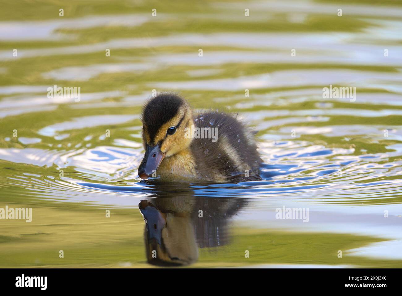 Anatroccolo piccolo e piccolo sul laghetto (Anas platyrhynchos) Foto Stock