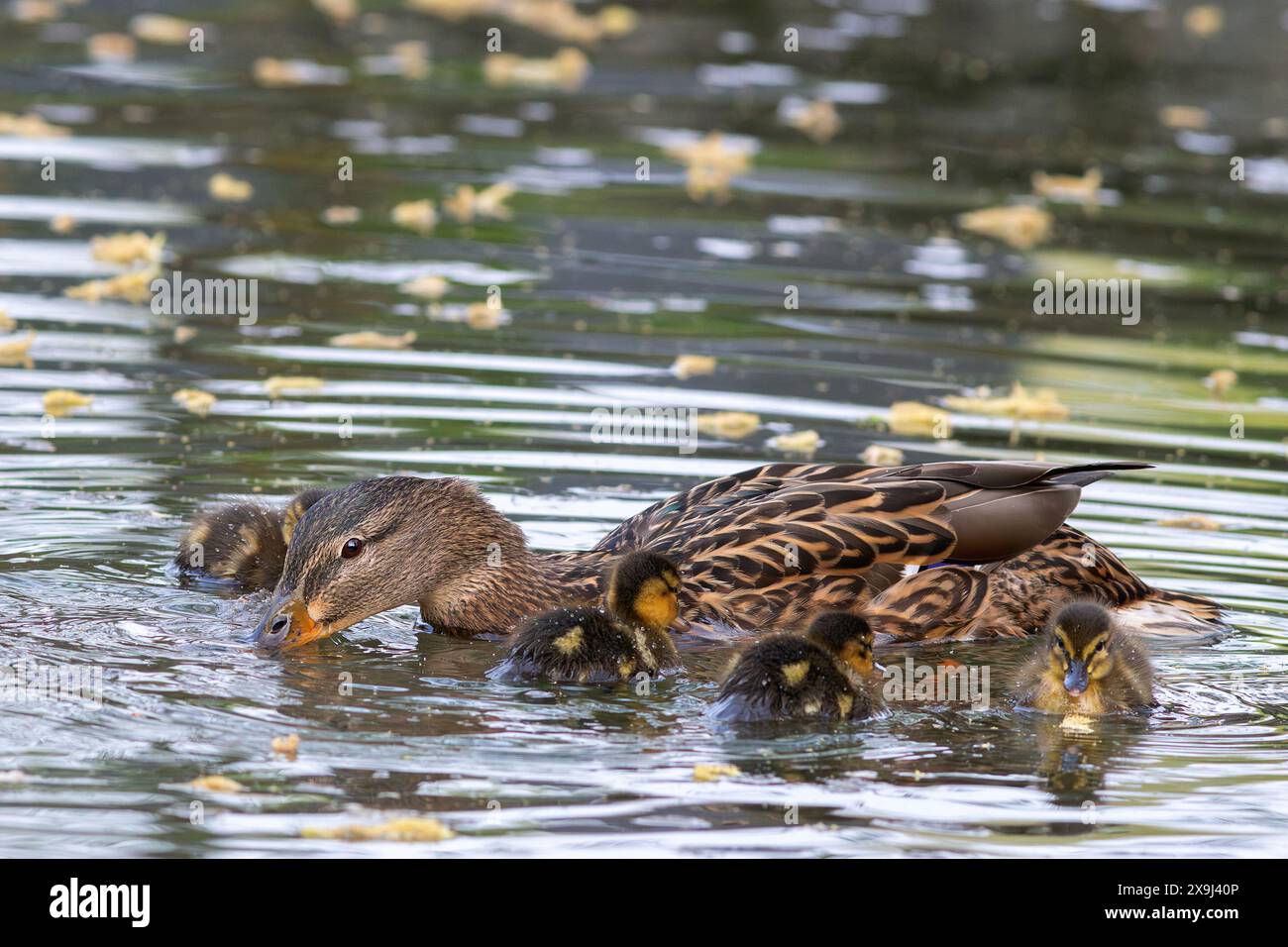Anatra di mallard con i giovani (anatroccoli neonati) sullo stagno (Anas platyrhynchos) Foto Stock